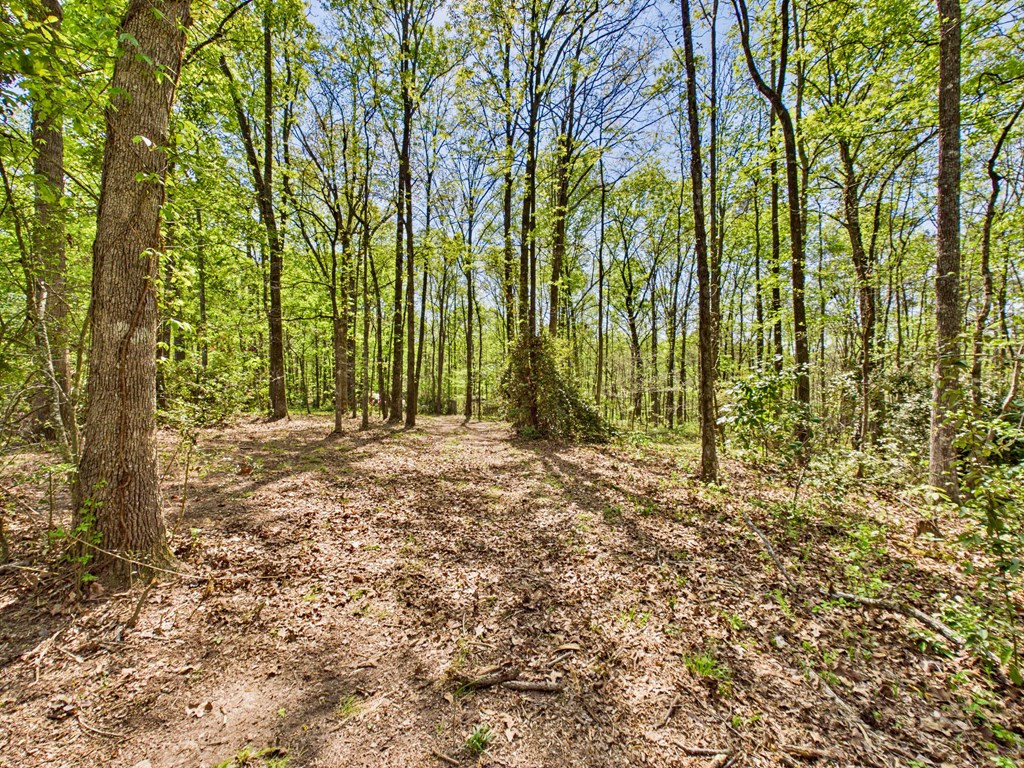 233 Ga Highway Fortson, GA 31808 - Photo 50 of 65 Back Acreage