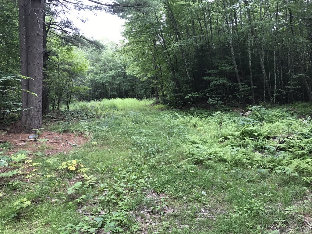 153 Cutler Road Barre, MA 01005 - Photo 1 of 10 a view of backyard with green space