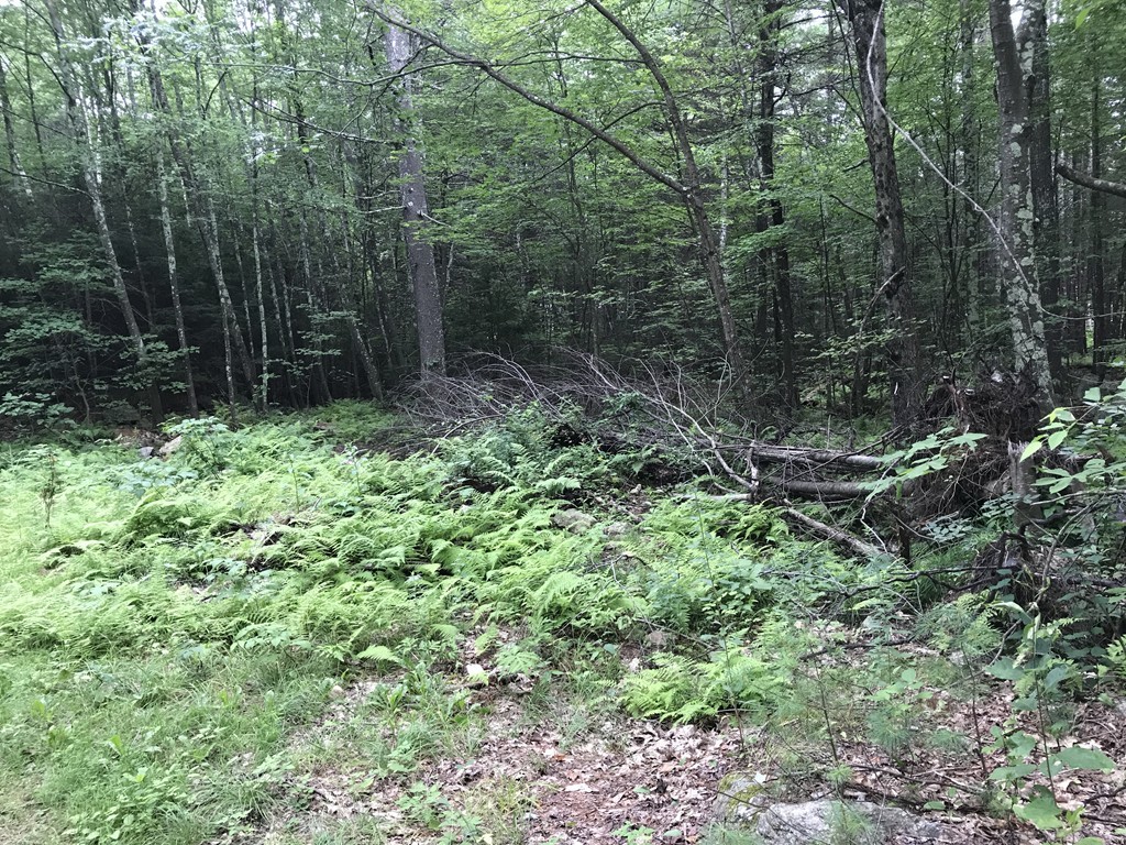 153 Cutler Road Barre, MA 01005 - Photo 5 of 10 a view of a forest with trees and bushes
