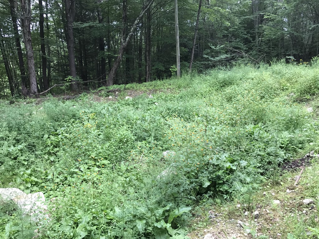 153 Cutler Road Barre, MA 01005 - Photo 6 of 10 a view of outdoor space and green space