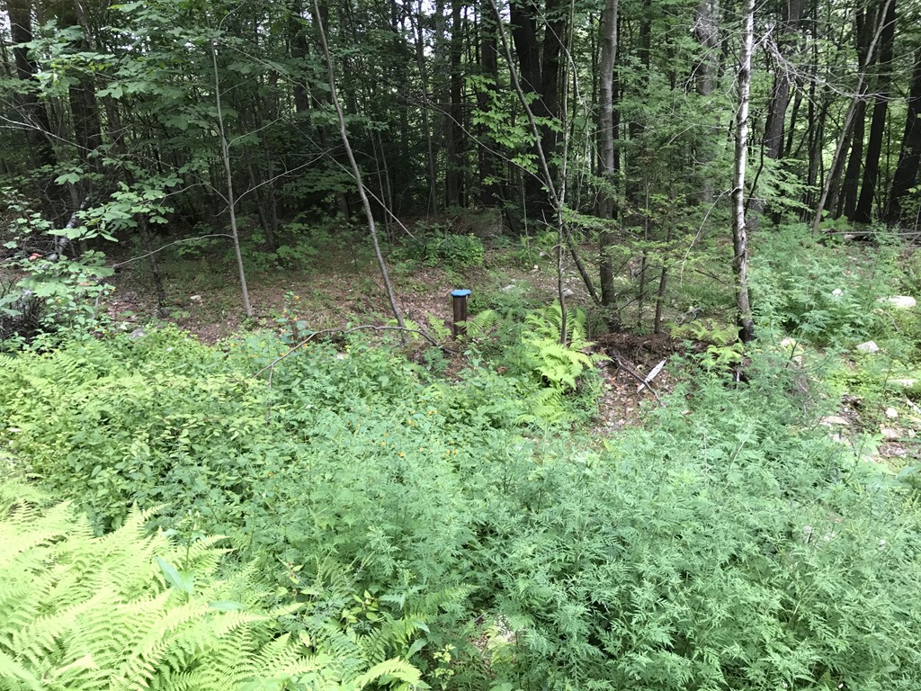 153 Cutler Road Barre, MA 01005 - Photo 7 of 10 a backyard of a house with lots of green space