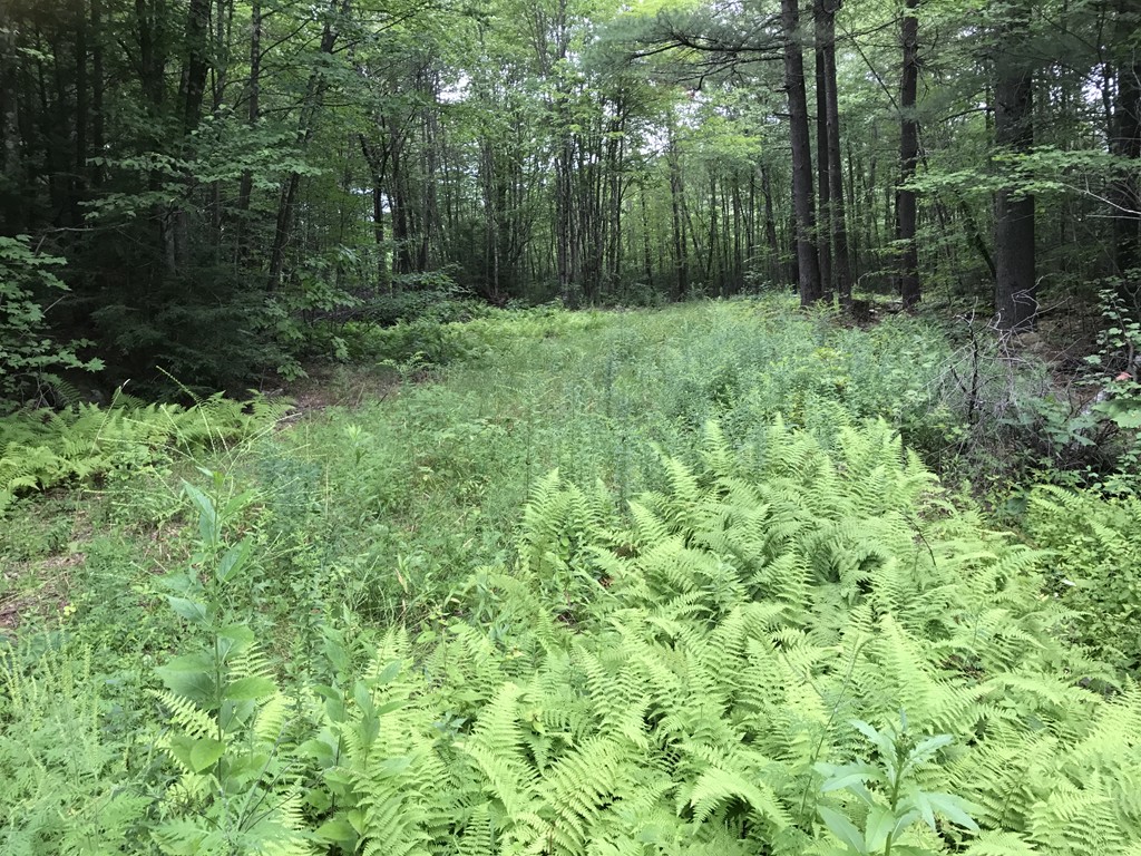 153 Cutler Road Barre, MA 01005 - Photo 8 of 10 a view of outdoor space and green space