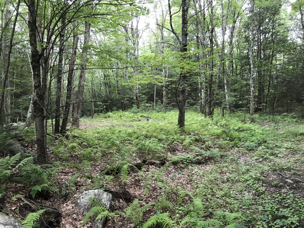153 Cutler Road Barre, MA 01005 - Photo 9 of 10 a view of outdoor space and green space