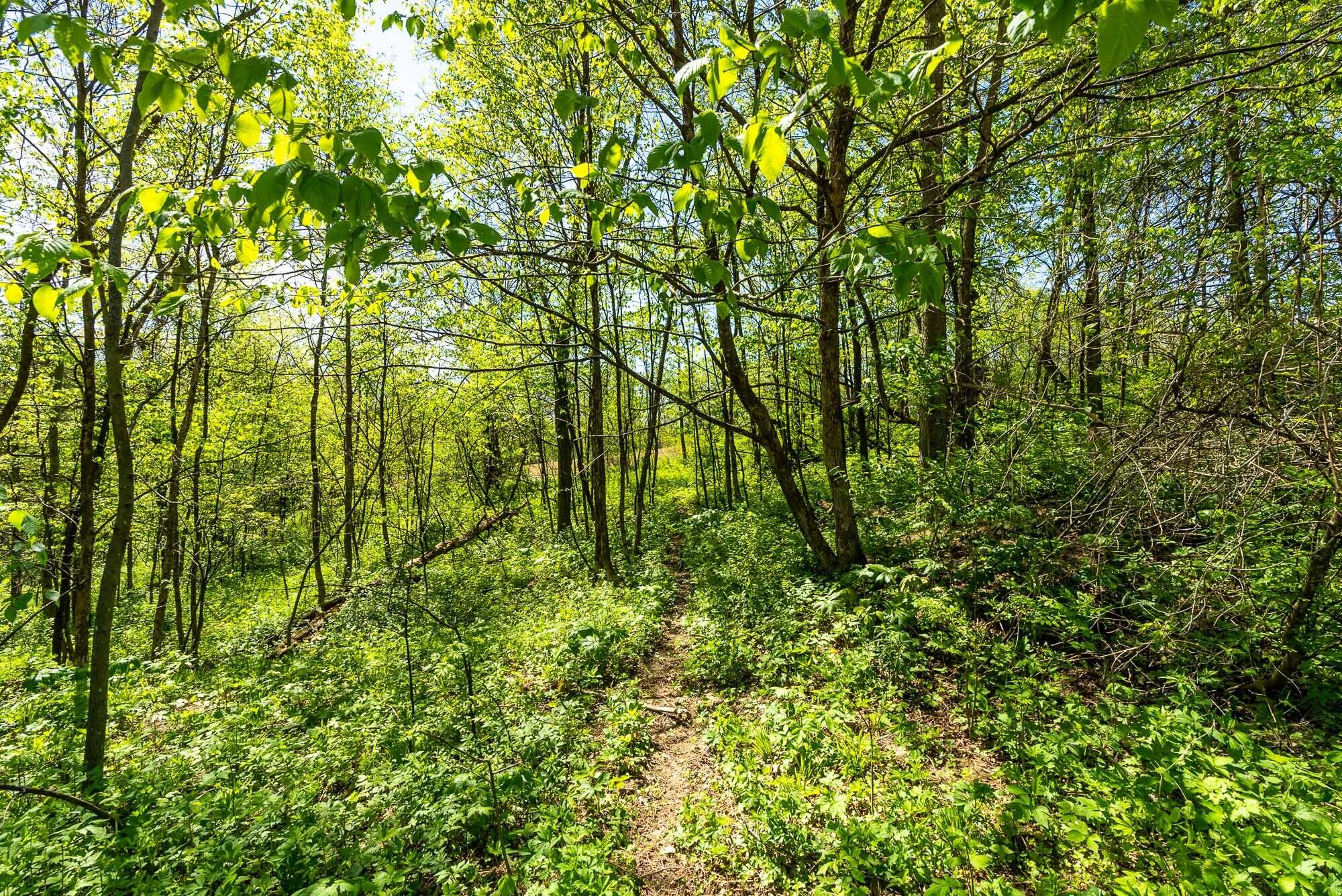 15999 Biba Road Muscoda, WI 53573 - Photo 87 of 103 Grant-County-WI-160-Acres-Land-For-Sale-