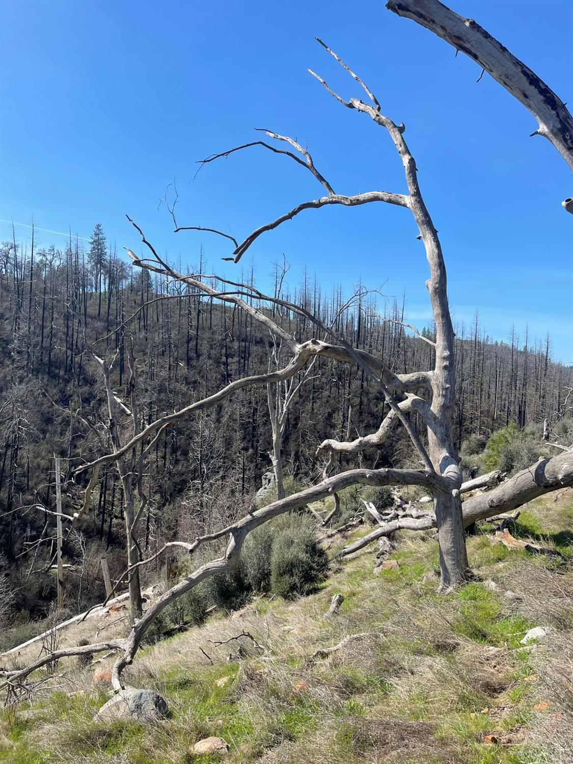 7602 Old Emigrant Trail Mountain Ranch, CA 95246 - Photo 27 of 50