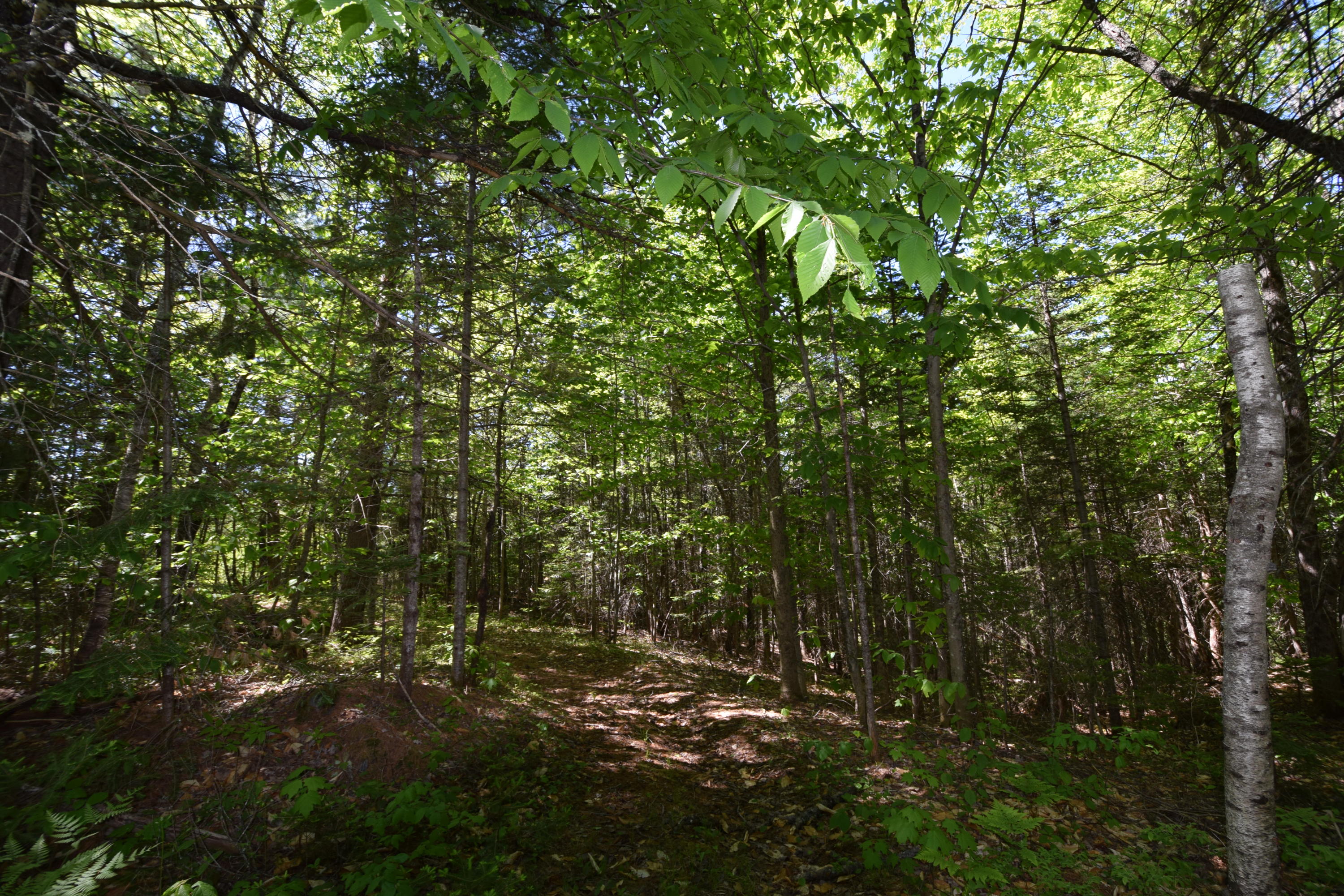 Lot 18 Tenney Hill Road Monson, ME 04464 - Photo 16 of 41 2020-06-01 22.36.12