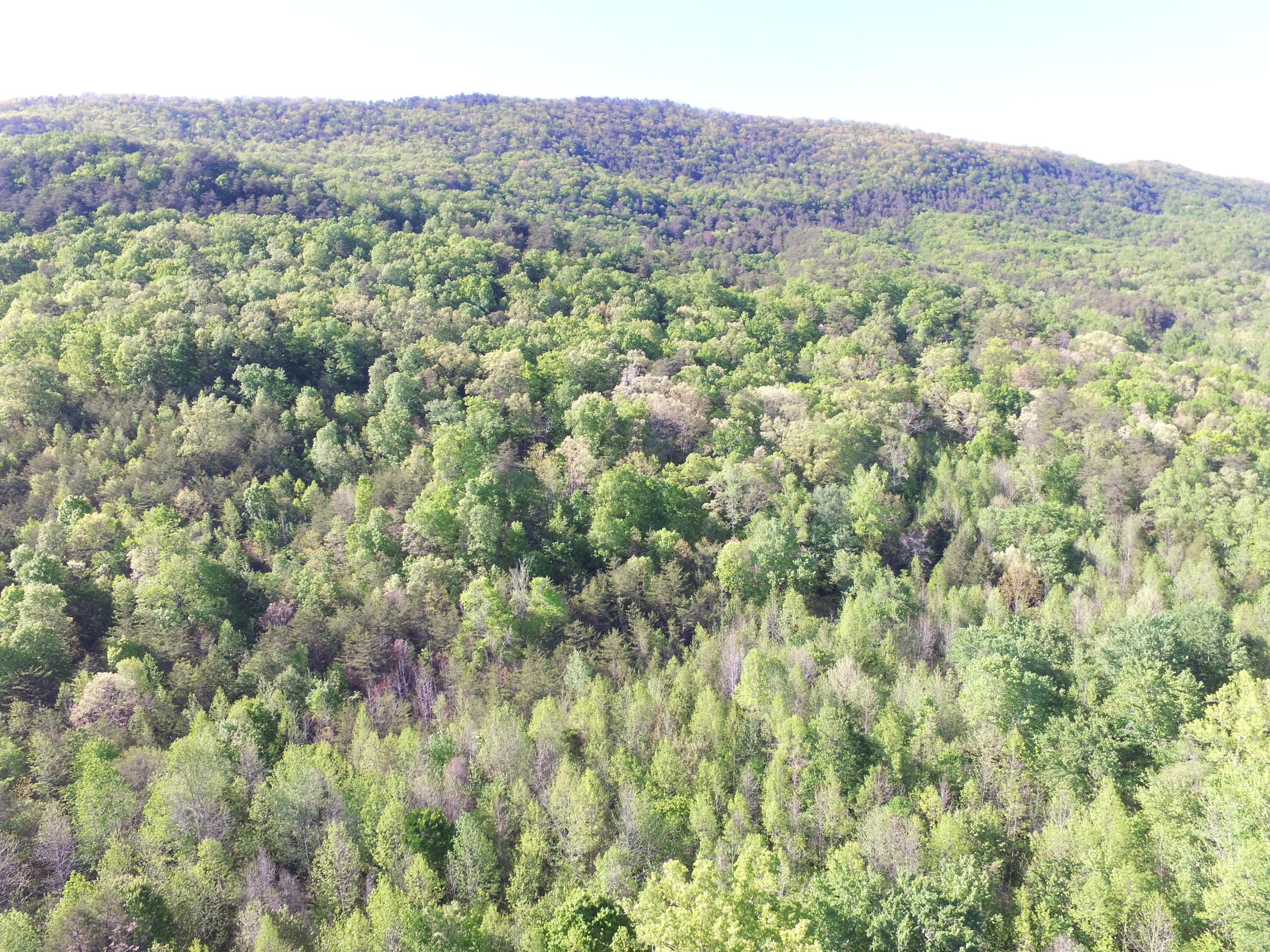 Highland Springs Road Blaine, TN 37709 - Photo 3 of 15 0002