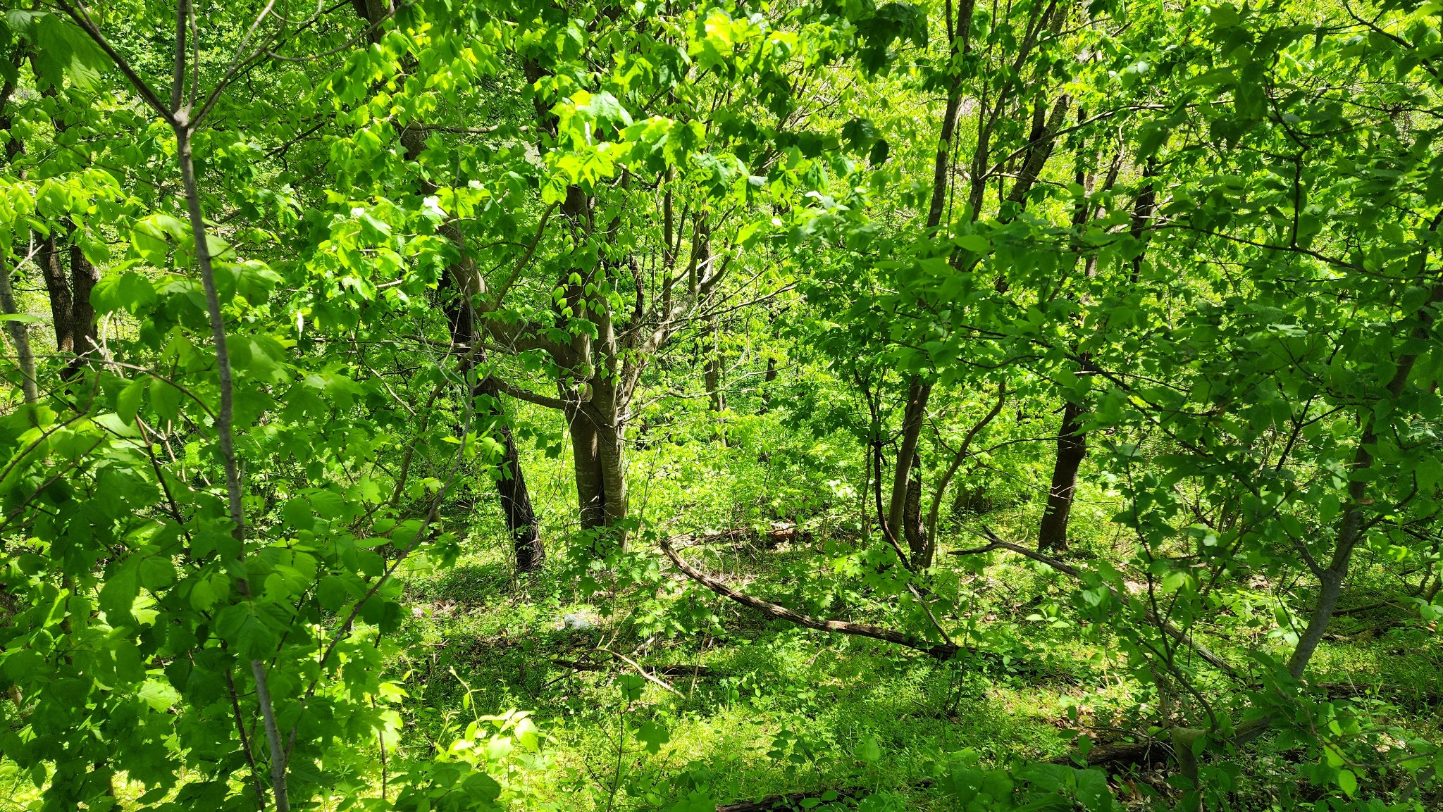 0 Rutherford Lane Smithville, TN 37166 - Photo 5 of 10 a view of a lush green space