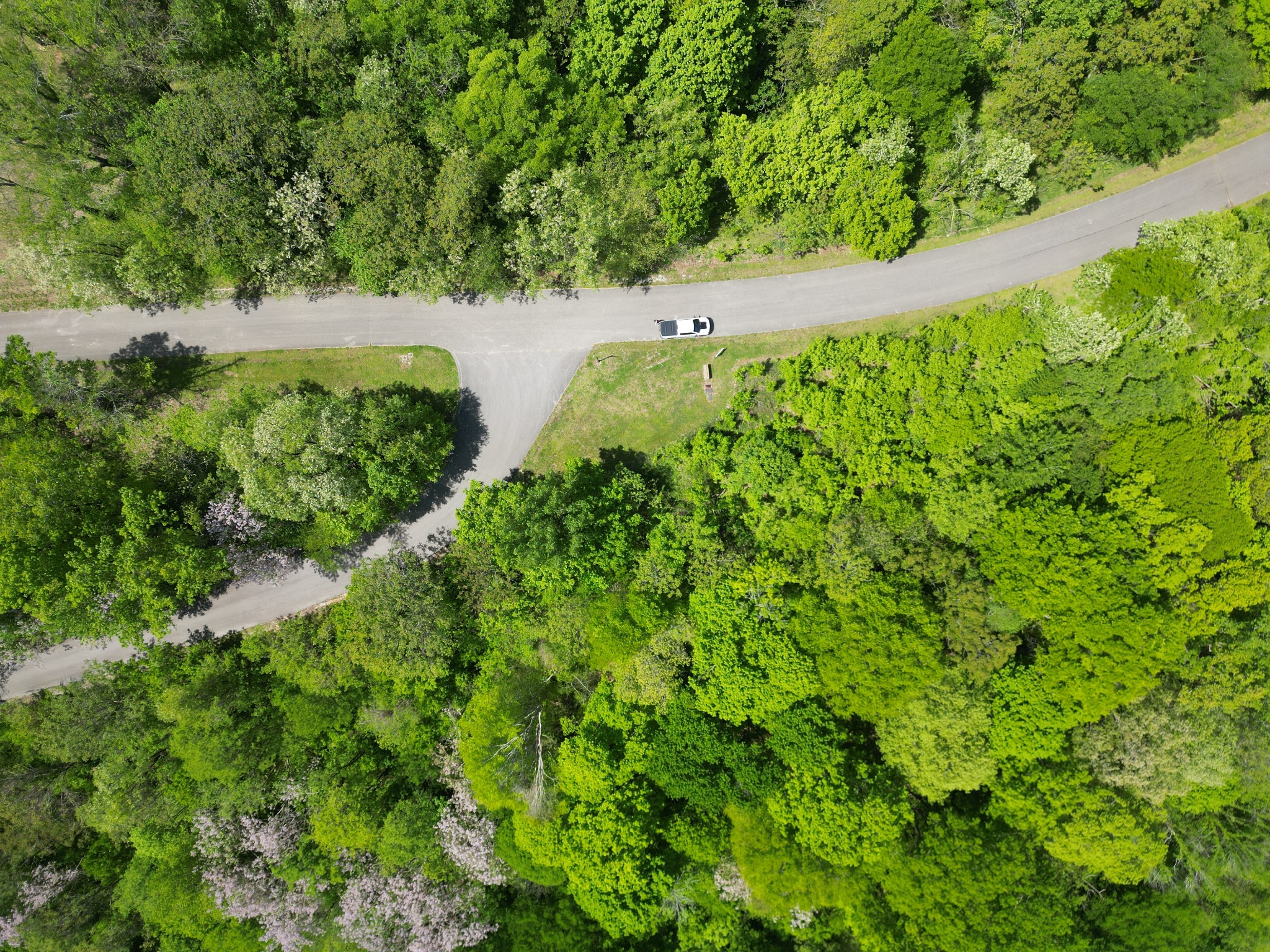 0 Rutherford Lane Smithville, TN 37166 - Photo 10 of 10 a view of a lush green forest with lots of trees