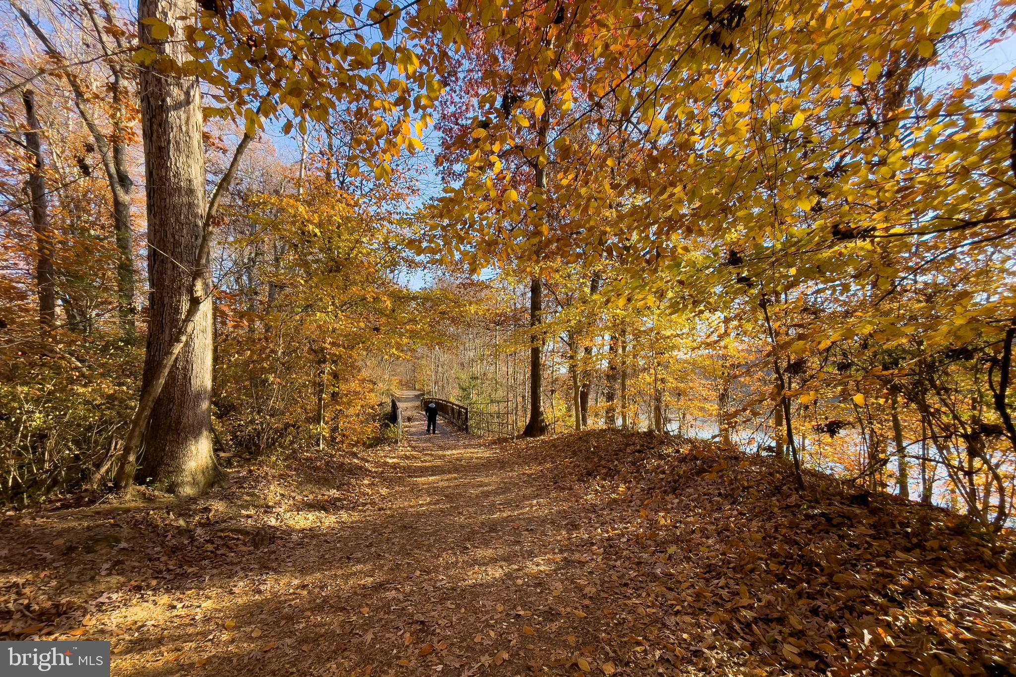 5937 Atteentee Road Springfield, VA 22150 - Photo 42 of 44 a view of trees and yard
