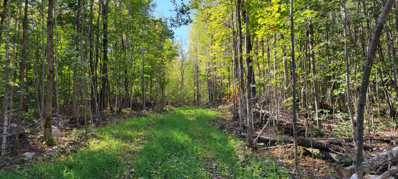 5-acres Sheep Ranch Road Phillips, WI 54555 - Photo 8 of 9 Gallery Image 8