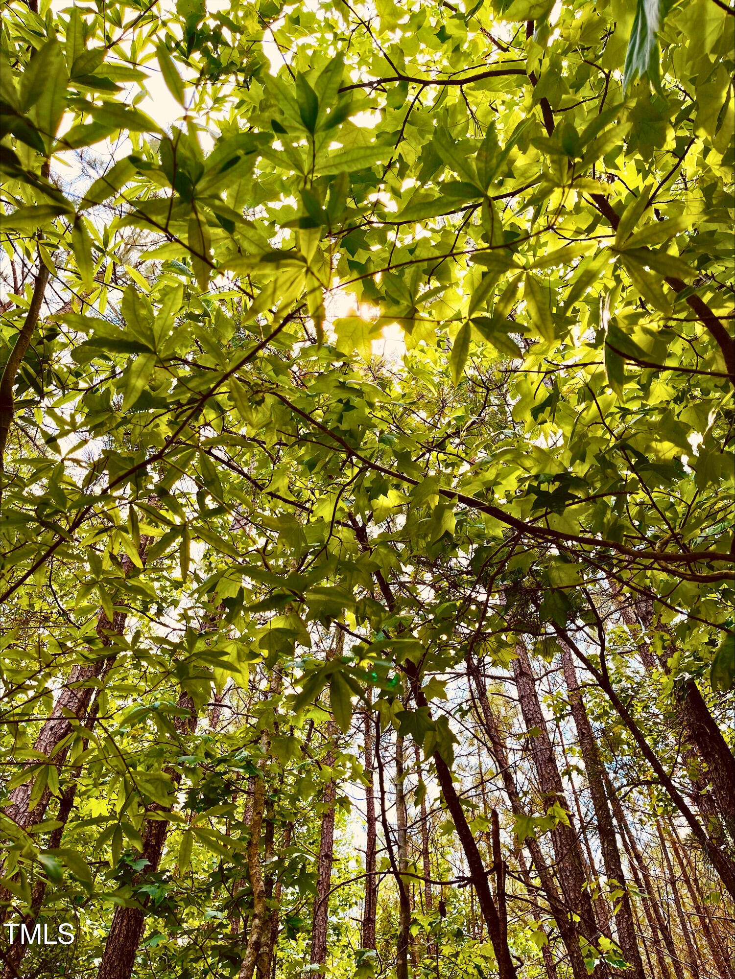 0 South Plank (track 2) Road Sanford, NC 27330 - Photo 34 of 38 a view of tree