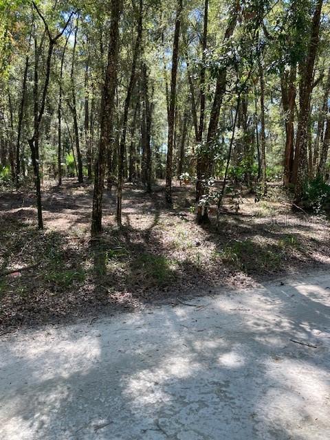 2 Southwest 170th Street Archer, FL 32618 - Photo 7 of 10 a view of a forest with trees