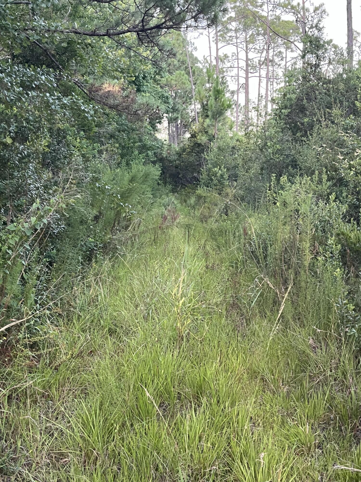 12-13 Calm Gulf Drive Santa Rosa Beach, FL 32459 - Photo 8 of 9 a view of a lush green forest