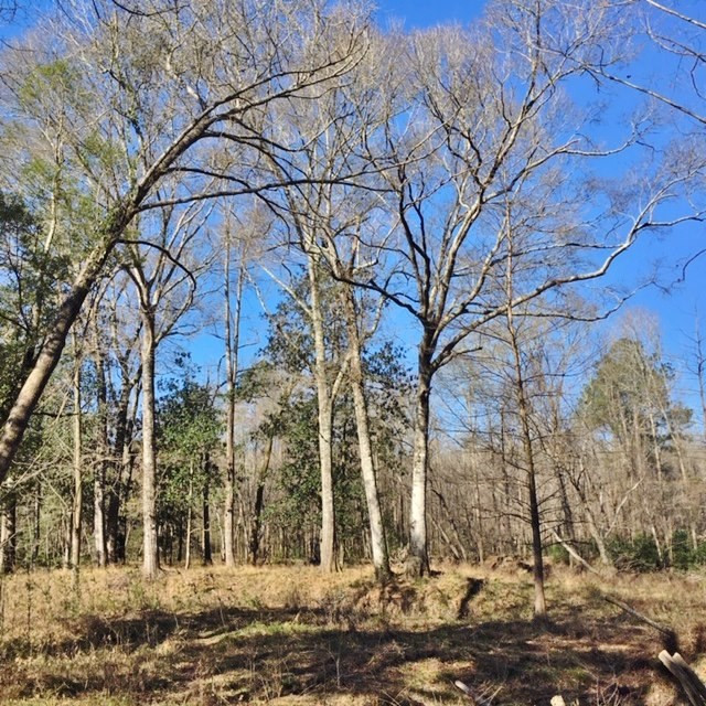5167 Mary Wall Bridge Road Liberty, MS 39645 - Photo 14 of 17 Photo 14