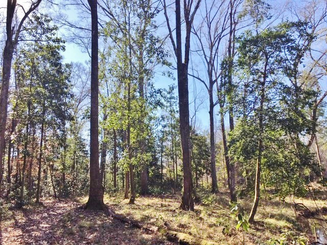 5167 Mary Wall Bridge Road Liberty, MS 39645 - Photo 9 of 17 Photo 9