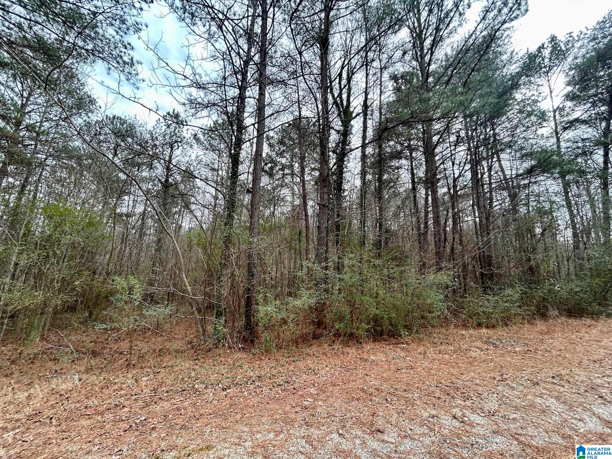 Sequoyah Road, Unit TRACT 5 Pell City, AL 35128 - Photo 3 of 5