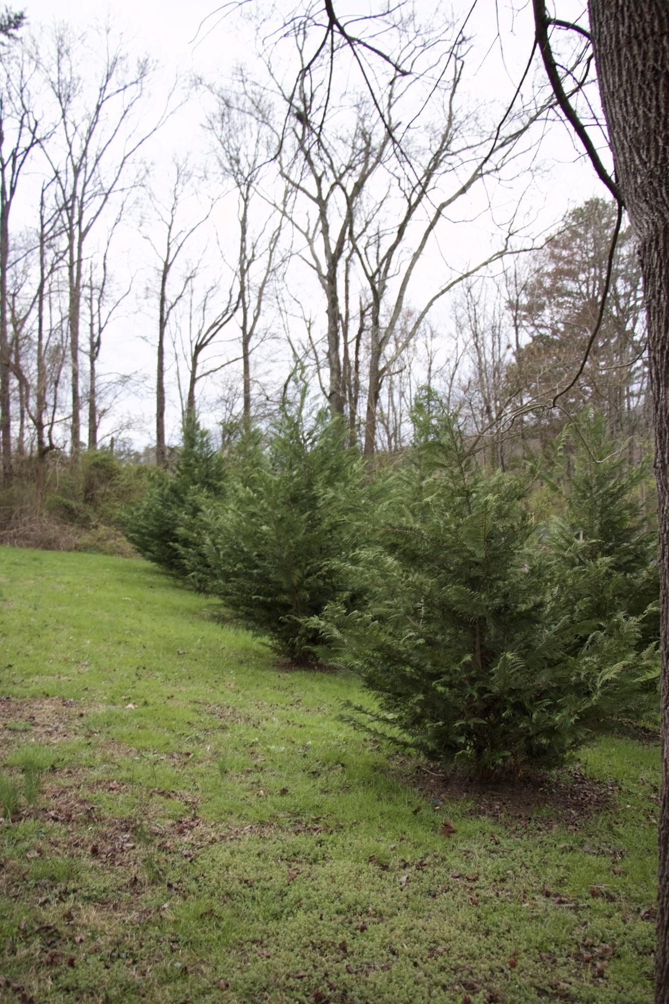 2605 Rifle Range Road Knoxville, TN 37918 - Photo 38 of 40 Gallery Image 38