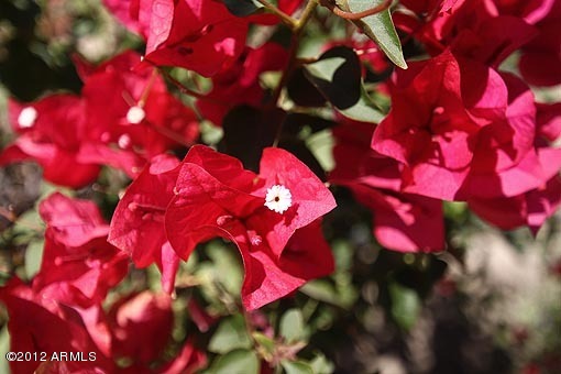 7027 North Scottsdale Road, Unit 250 Paradise Valley, AZ 85253 - Photo 15 of 15 Landscape detail