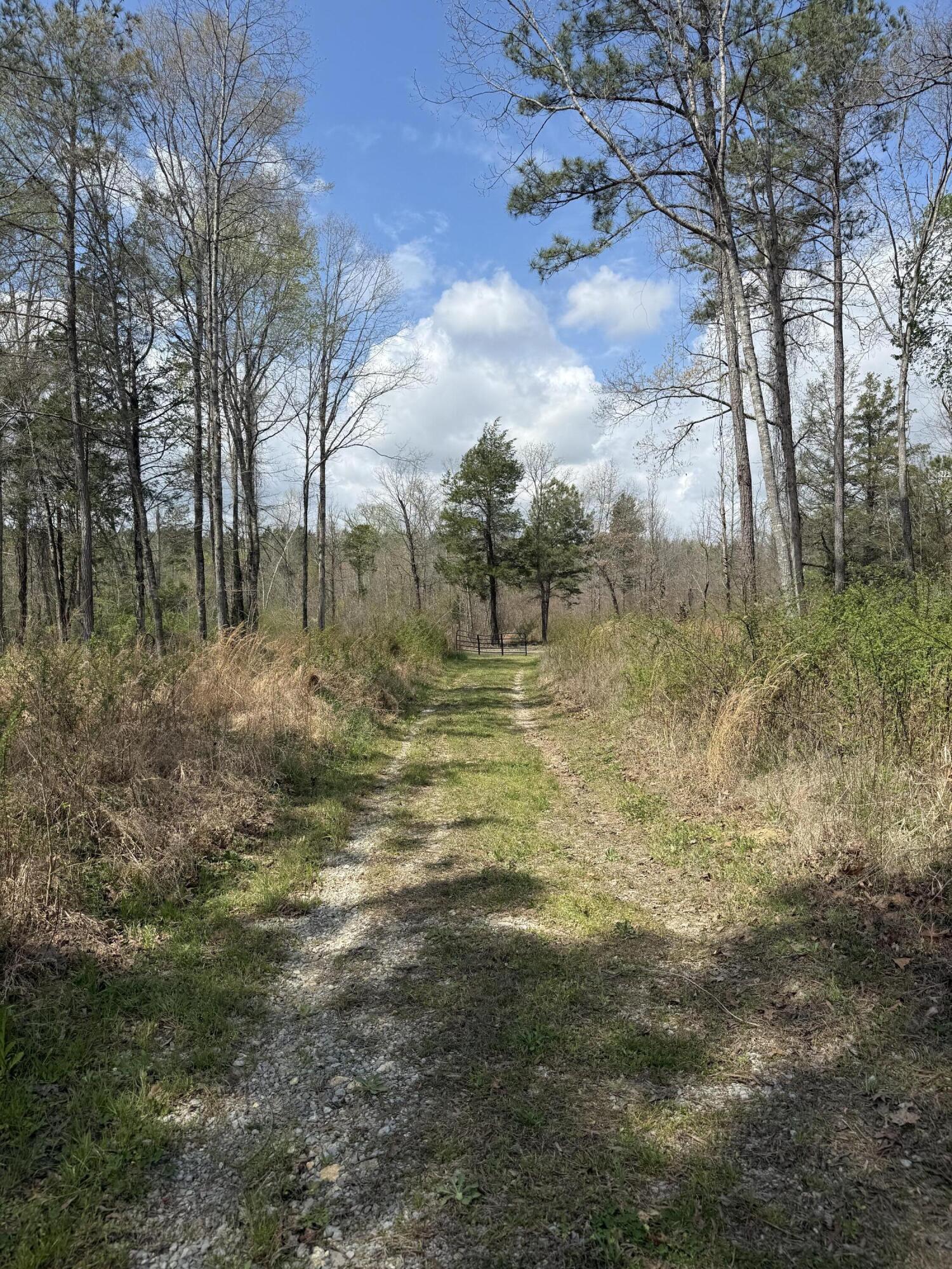 5-acres Calico Road Decatur, TN 37322 - Photo 4 of 8 IMG_5106