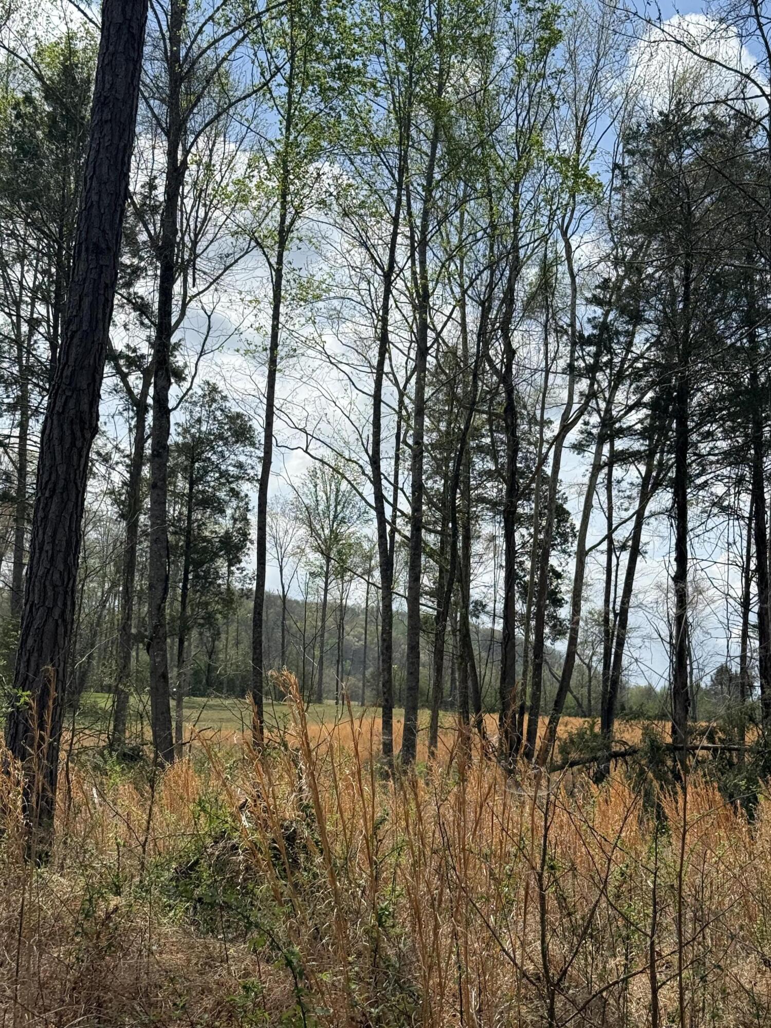 5-acres Calico Road Decatur, TN 37322 - Photo 5 of 8 IMG_5107