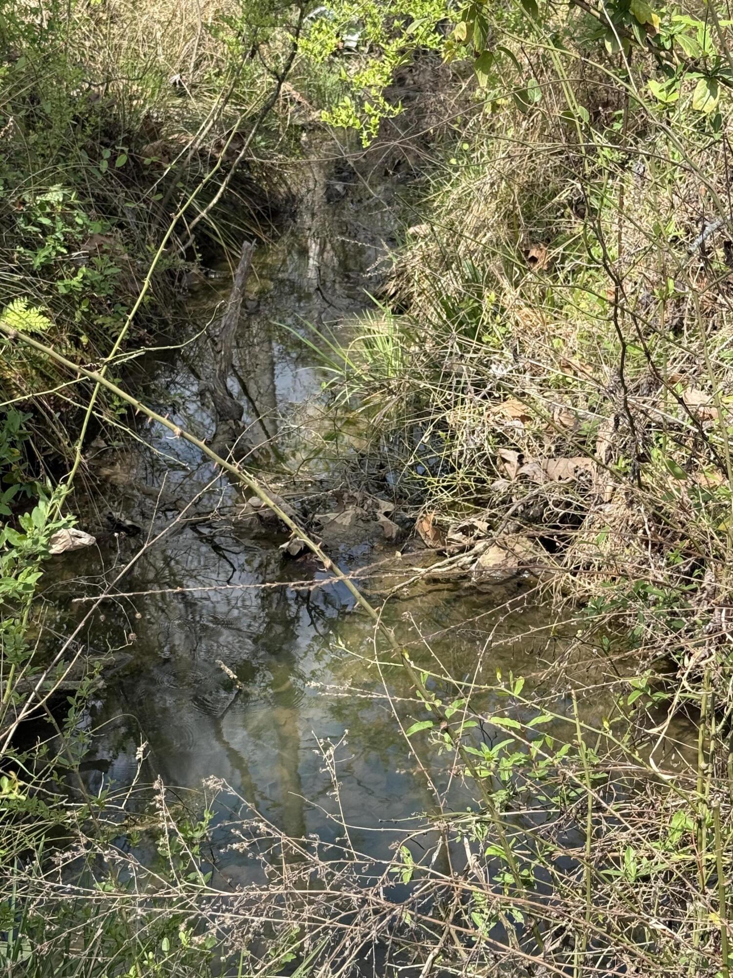 5-acres Calico Road Decatur, TN 37322 - Photo 6 of 8 IMG_5112