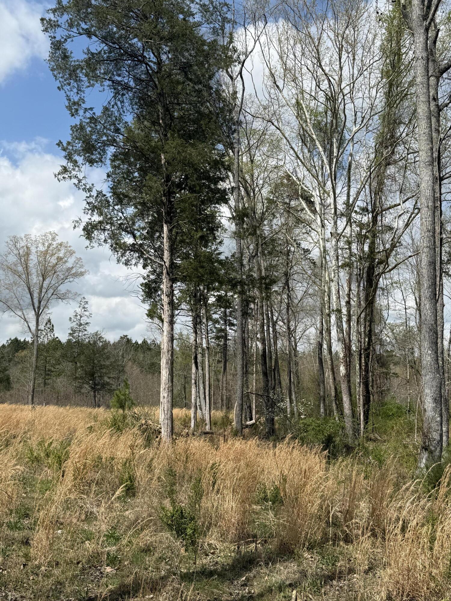 5-acres Calico Road Decatur, TN 37322 - Photo 7 of 8 IMG_5113