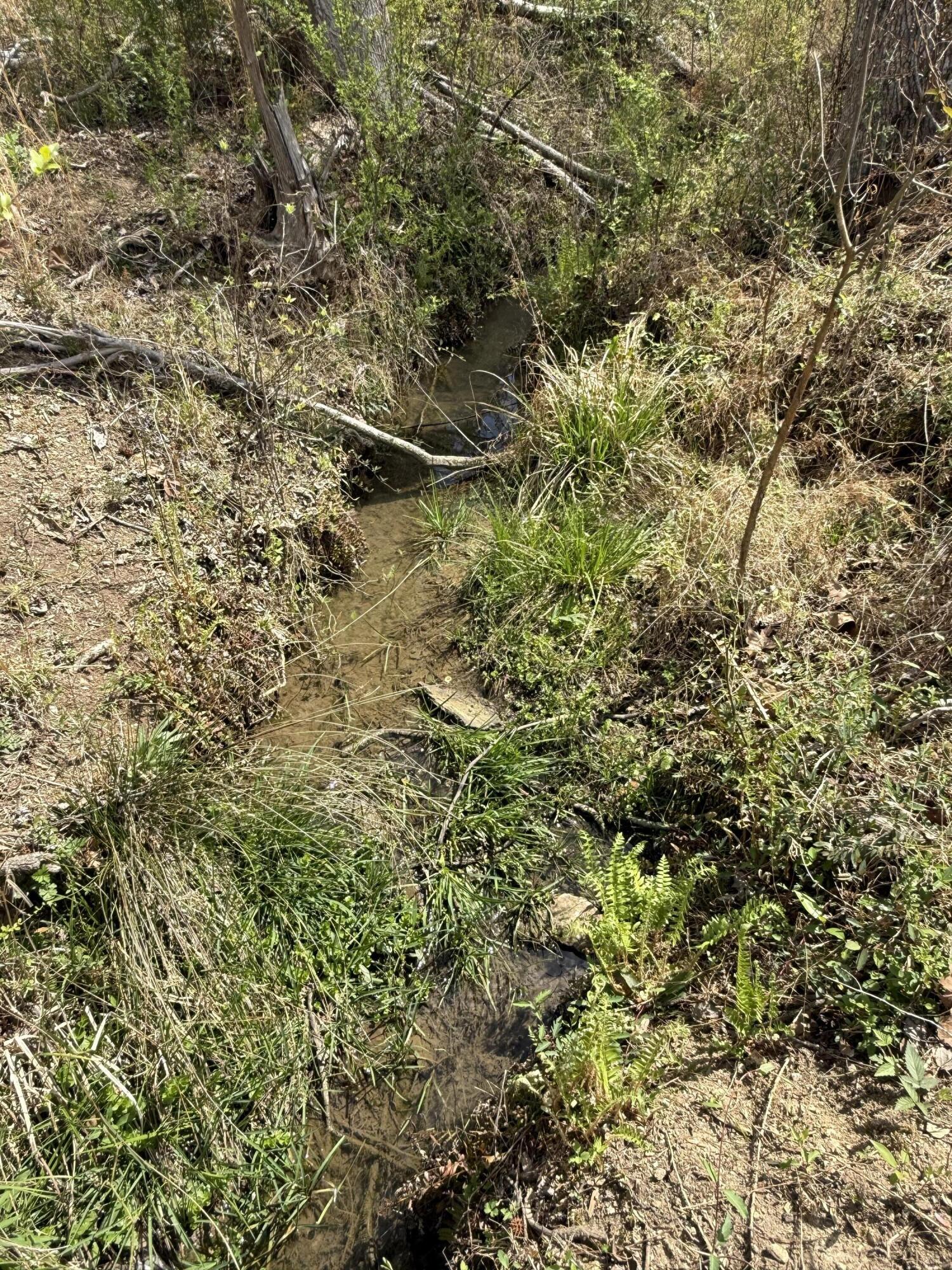 5-acres Calico Road Decatur, TN 37322 - Photo 8 of 8 IMG_5114