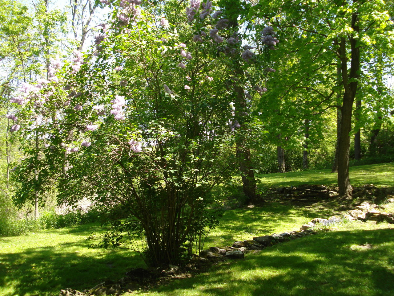 129 Jug End Road Egremont, MA 01230 - Photo 3 of 15 Back Year Stone Walls