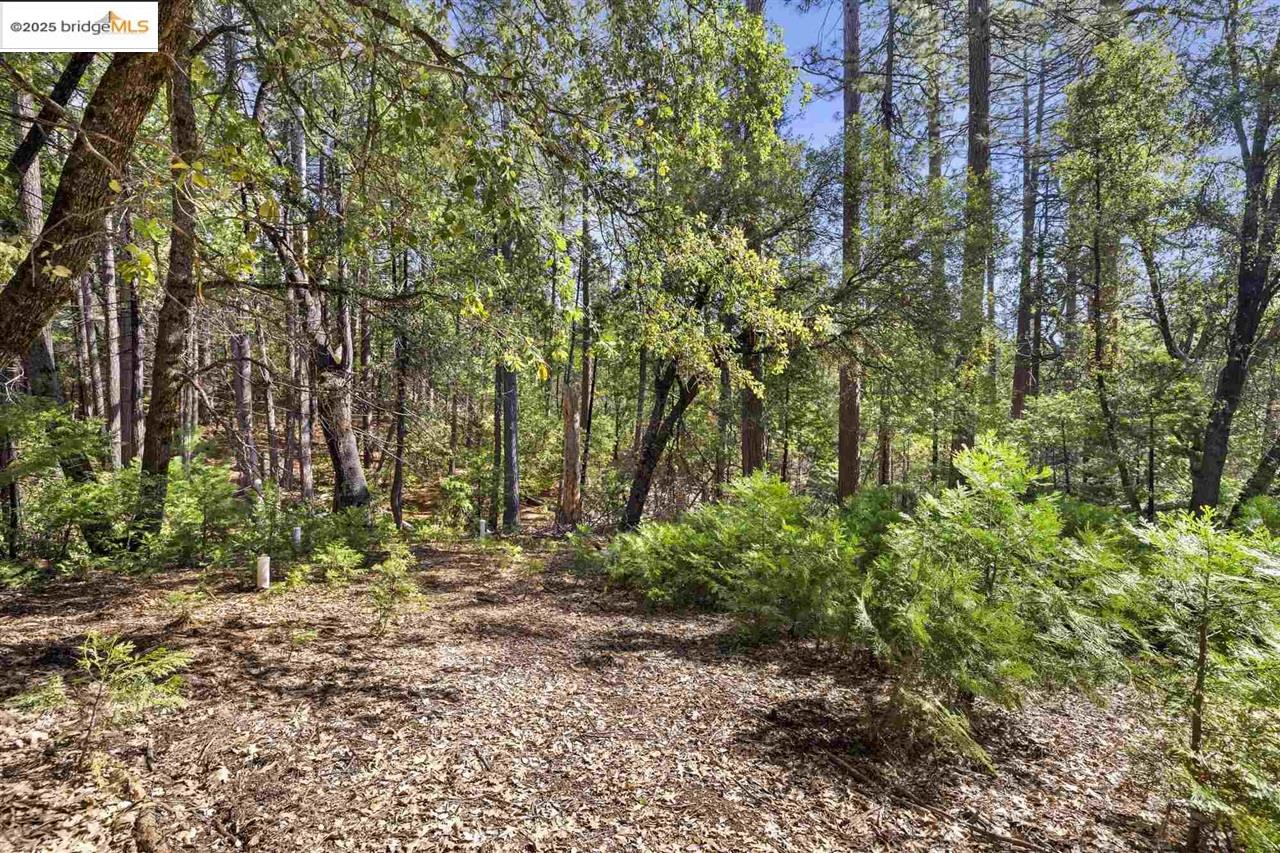 23282 Comstock Ranch Road Sonora, CA 95370 - Photo 12 of 19 a view of backyard with green space