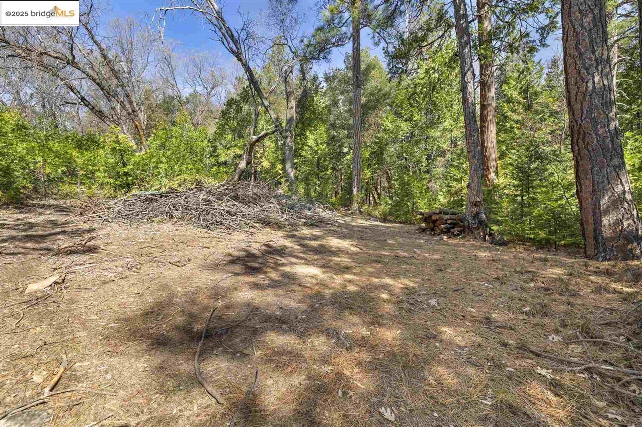 23282 Comstock Ranch Road Sonora, CA 95370 - Photo 19 of 19 a view of a forest with trees in the background