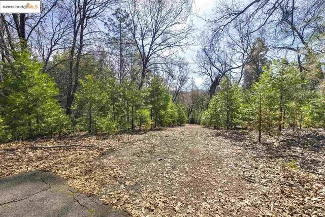 a wooden bench with a trees in the background