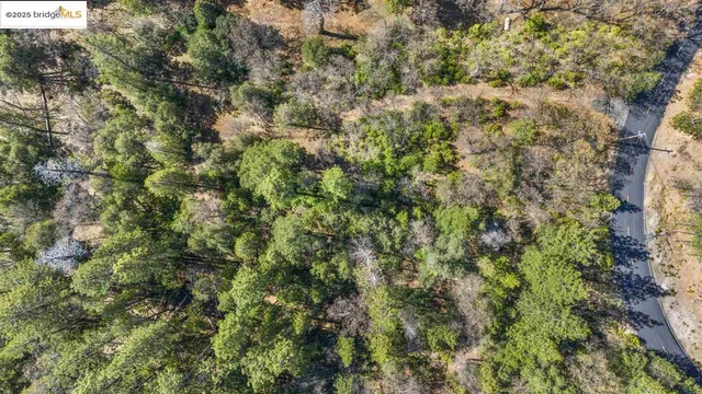 a view of a forest with a tree