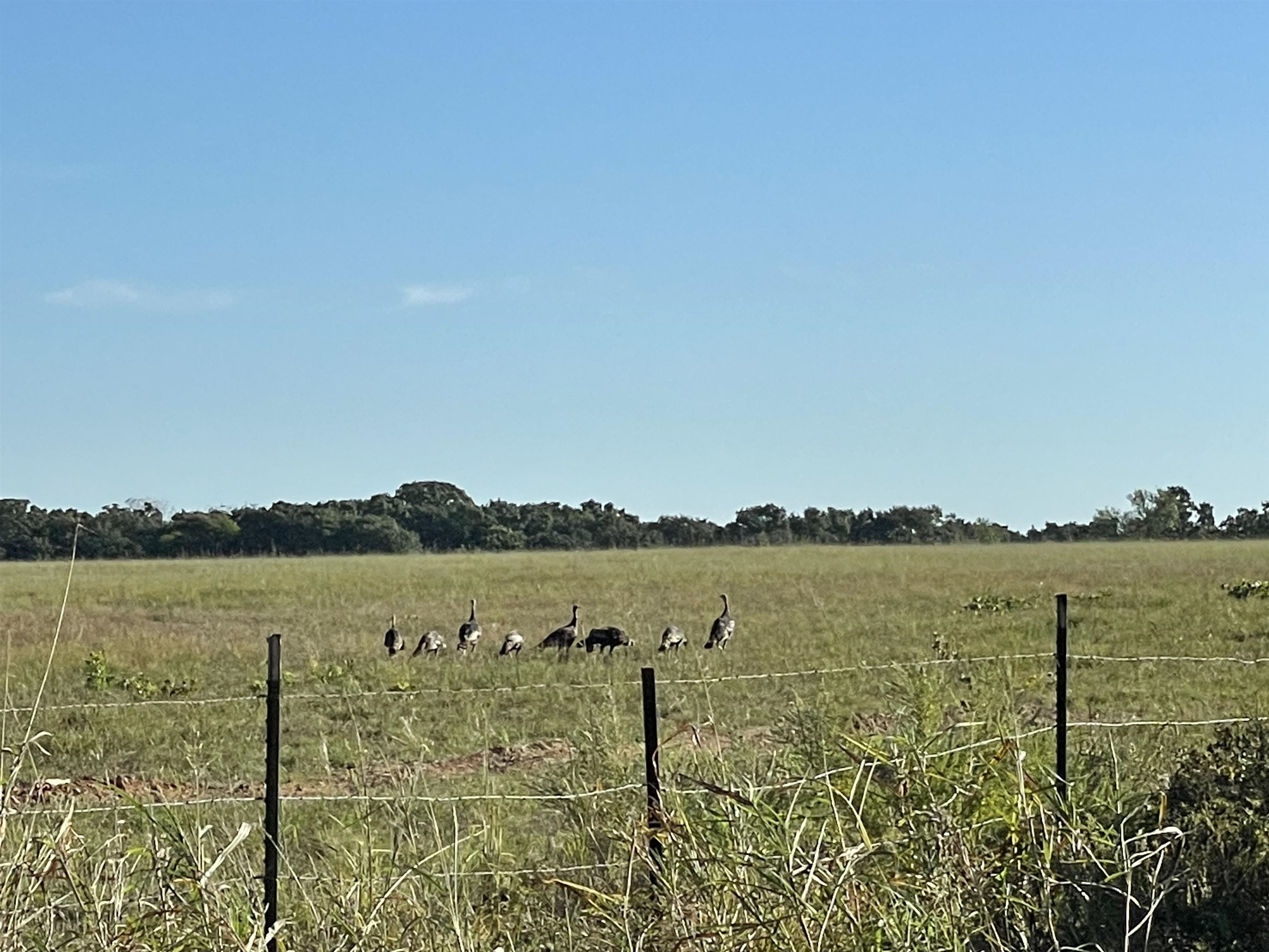 0 Allen Road Fredonia, KS 66736 - Photo 4 of 10