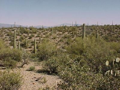 5124 West Rhyolite Loop Tucson, AZ 85745 - Photo 2 of 5 Gallery Image 2