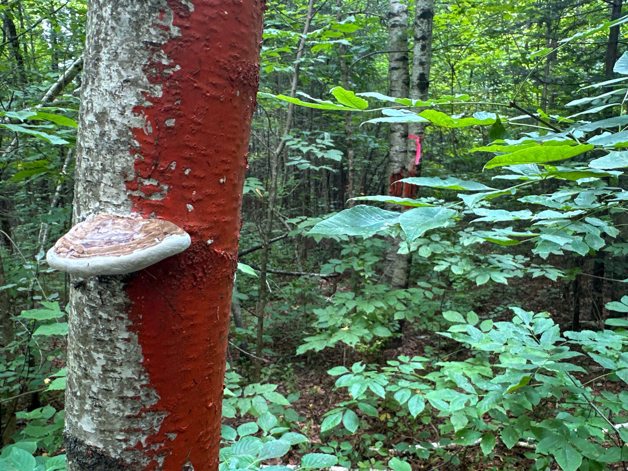 11-2 S Road Lee, ME 04455 - Photo 7 of 13 3