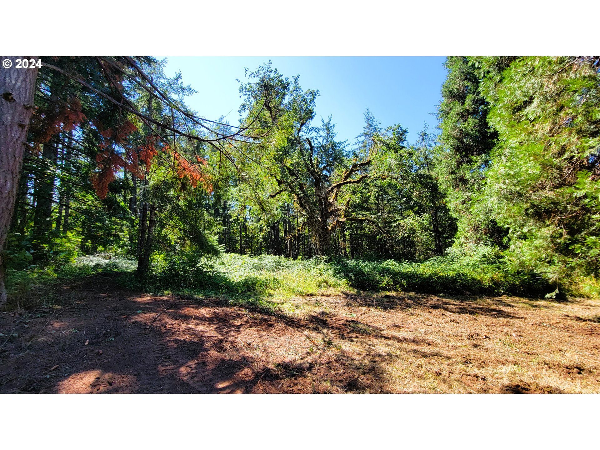 82578 Sprague Road Dexter, OR 97431 - Photo 13 of 15 a open area with trees in the background