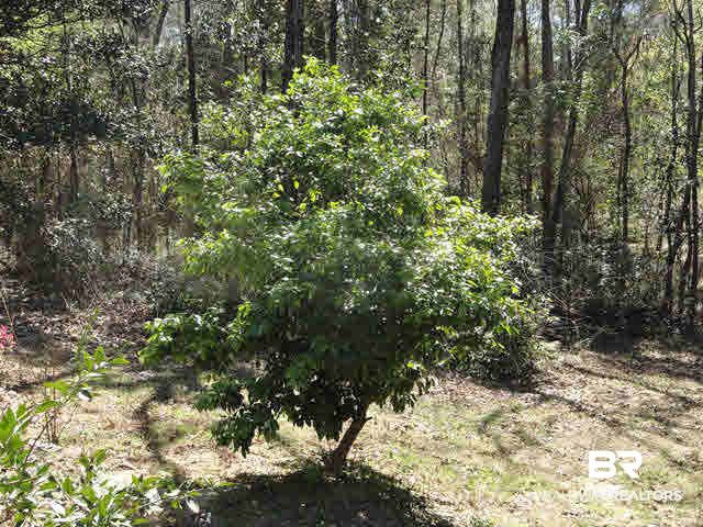 119 General Canby Drive Daphne, AL 36527 - Photo 28 of 34 Citrus Trees