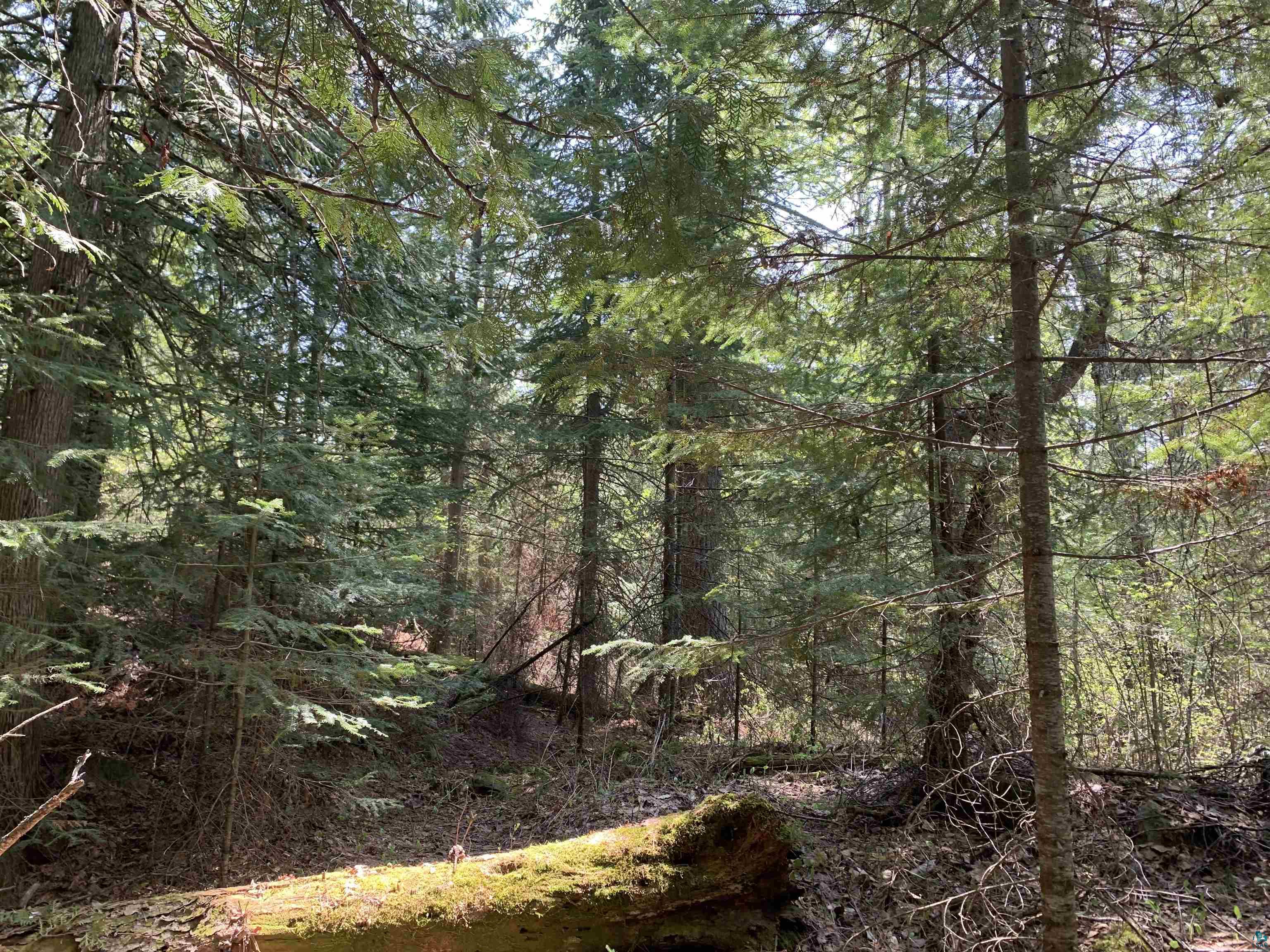 Lot 4 Squint Lake Road Grand Marais, MN 55604 - Photo 12 of 19