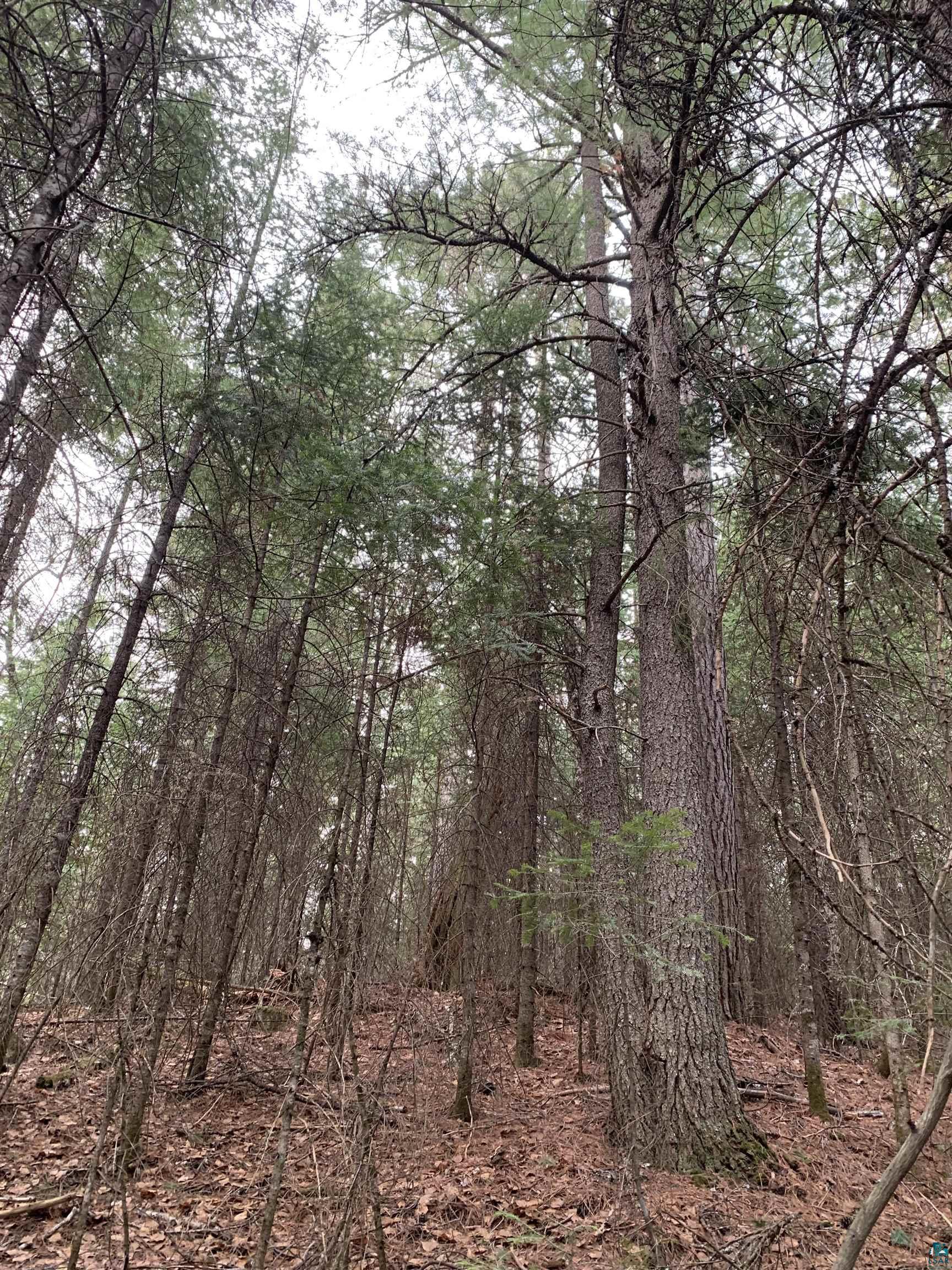 Lot 4 Squint Lake Road Grand Marais, MN 55604 - Photo 15 of 19