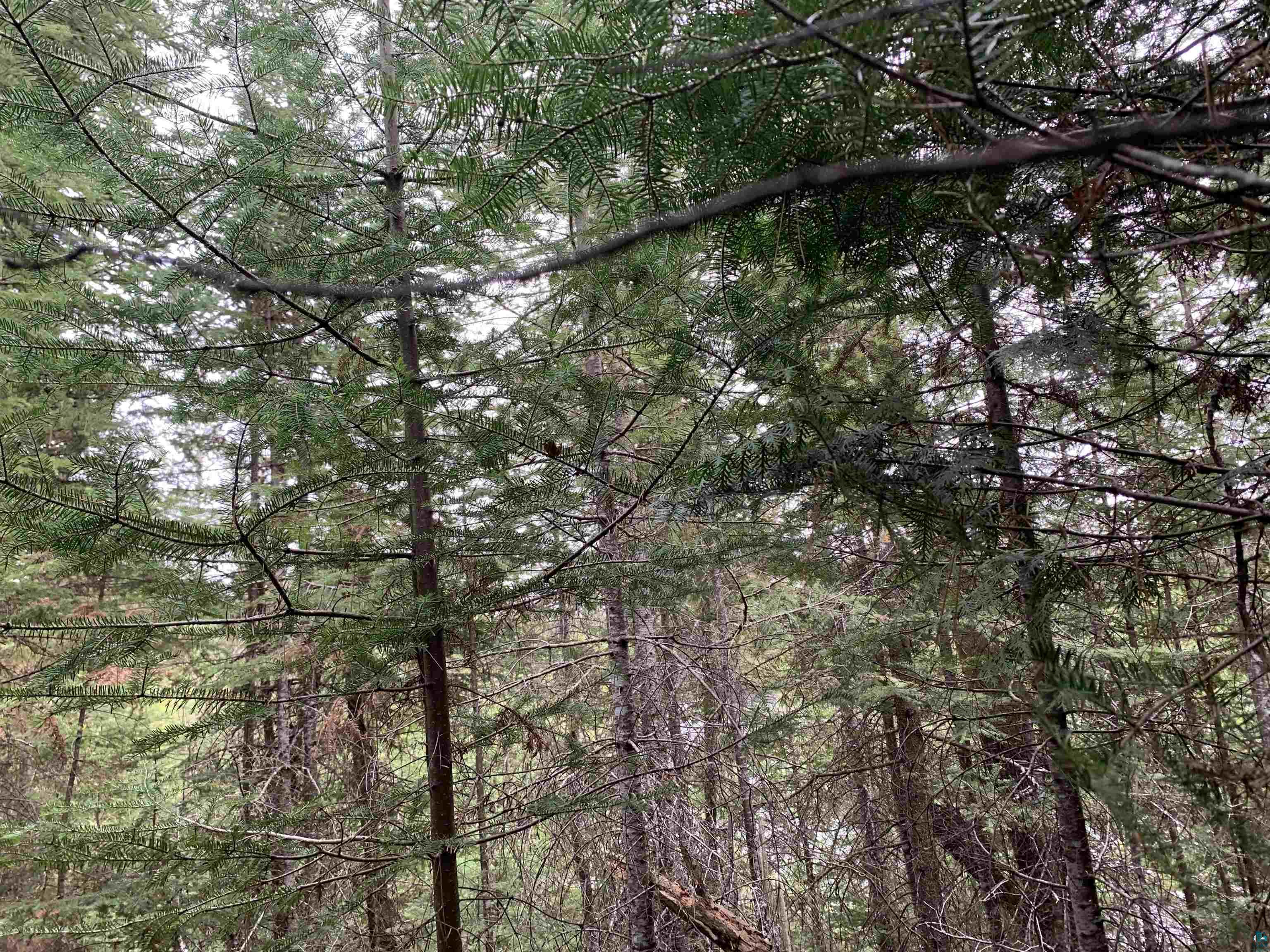Lot 4 Squint Lake Road Grand Marais, MN 55604 - Photo 17 of 19
