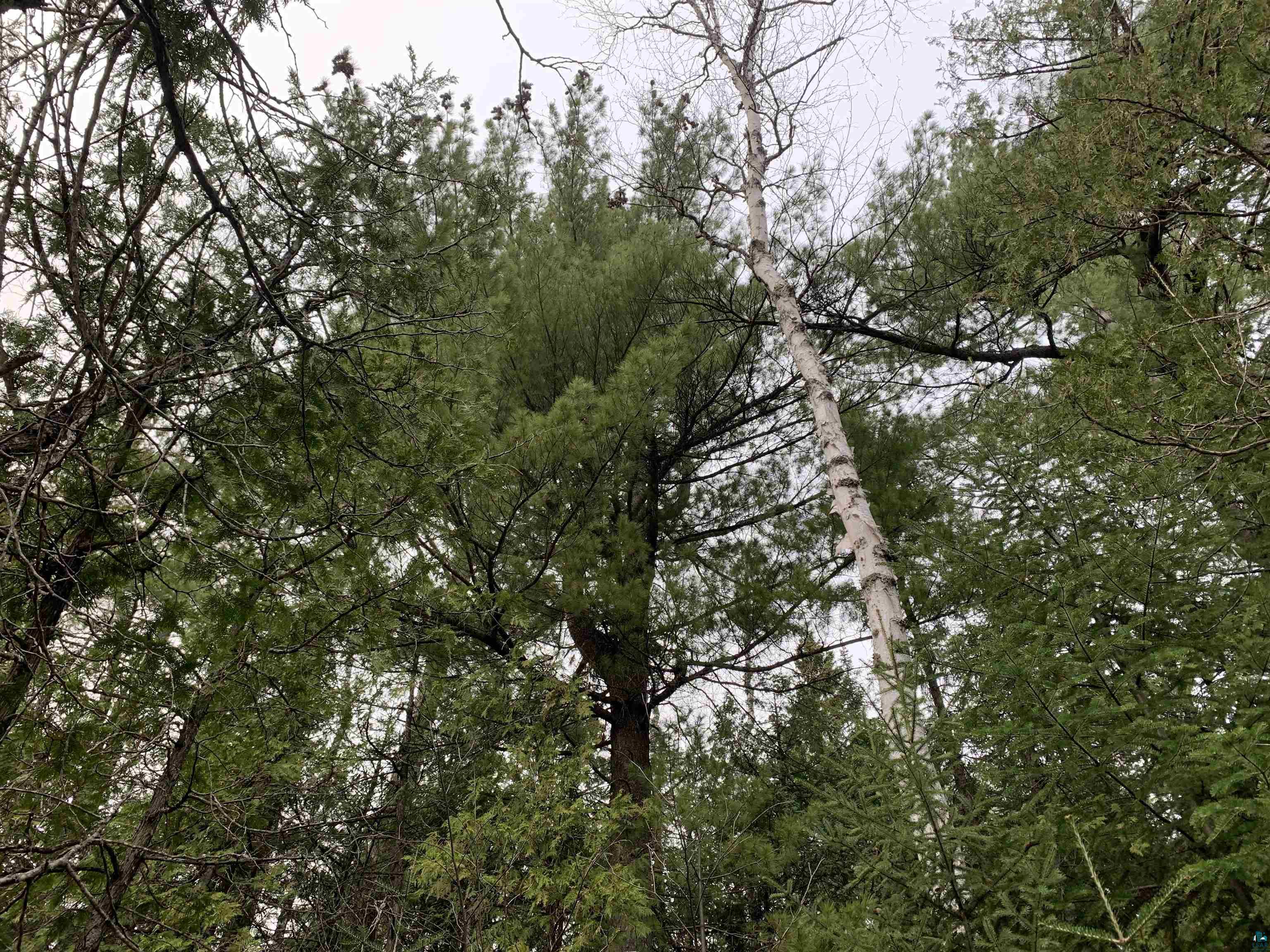 Lot 4 Squint Lake Road Grand Marais, MN 55604 - Photo 10 of 19