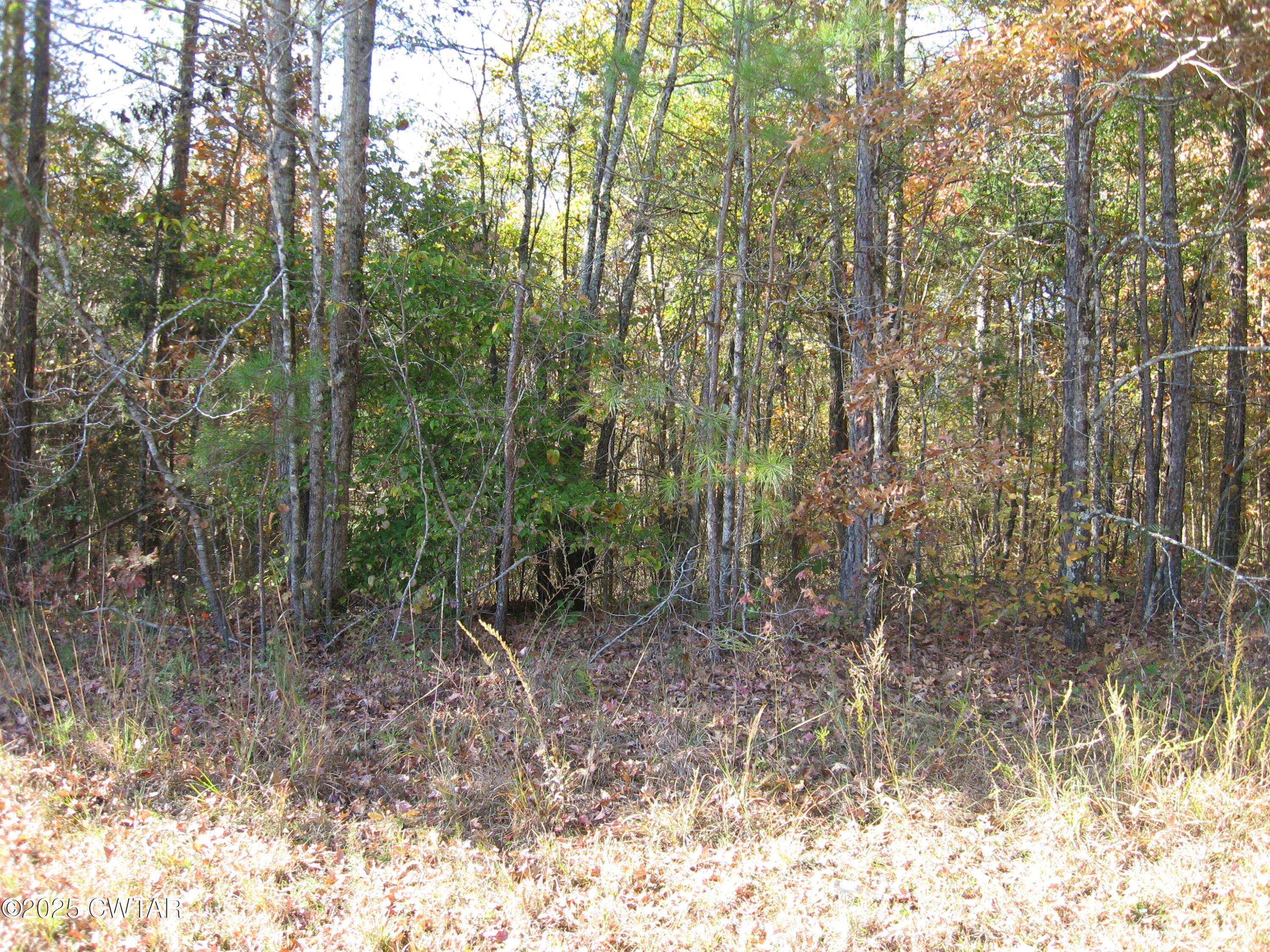 a view of a forest with trees in the background