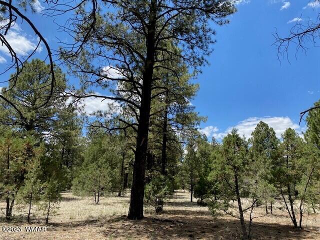 Lot 63 County Road Nutrioso, AZ 85932 - Photo 11 of 12