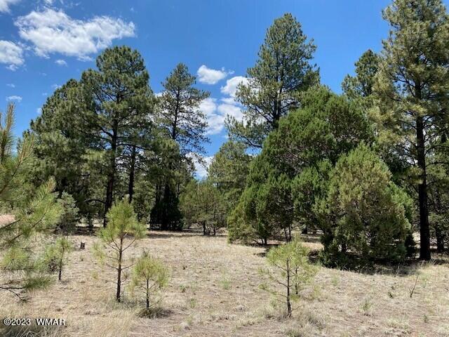 Lot 63 County Road Nutrioso, AZ 85932 - Photo 3 of 12