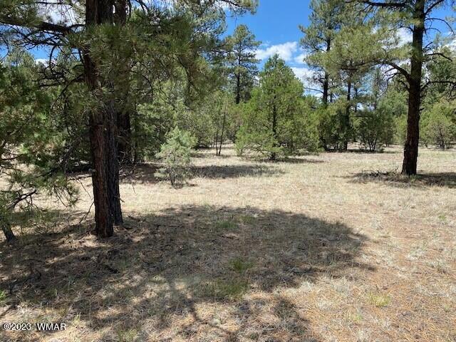Lot 63 County Road Nutrioso, AZ 85932 - Photo 6 of 12