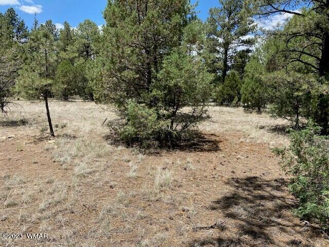 Lot 63 County Road Nutrioso, AZ 85932 - Photo 7 of 12