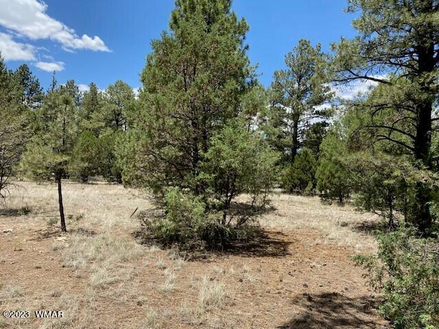 Lot 63 County Road Nutrioso, AZ 85932 - Photo 8 of 12