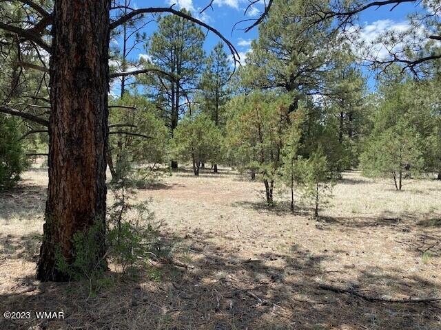Lot 63 County Road Nutrioso, AZ 85932 - Photo 10 of 12
