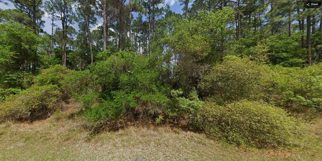 Shirley Circle Georgetown, FL 32139 - Photo 6 of 6 a view of a lush green forest